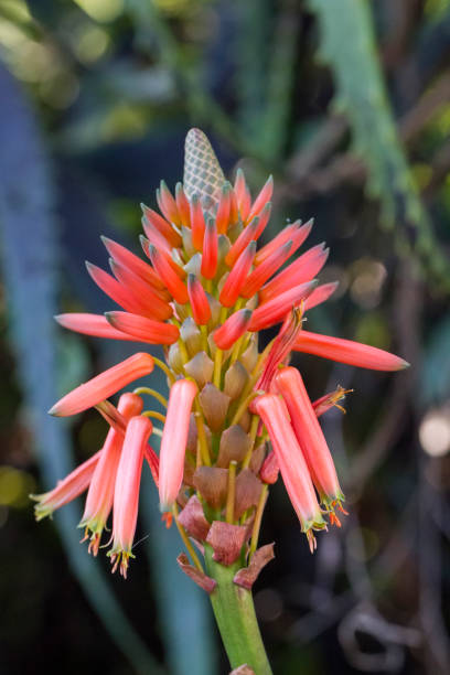 istock beautiful aloe vera flower bud 1063319104