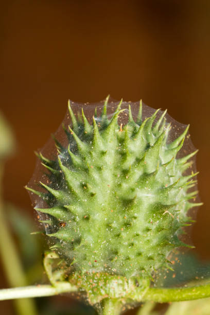 istock wild plant with spiky cocoon 1063319398