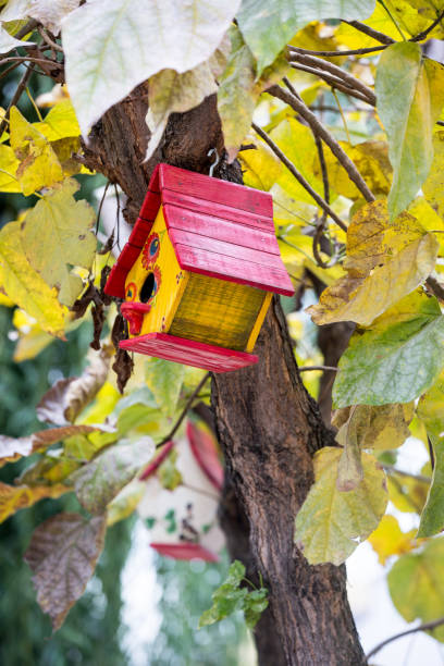 istock colorful bird house on a tree 1063319554