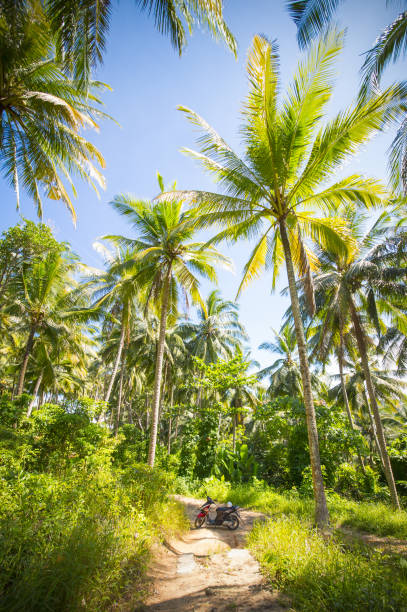 istock A scooter is parked on a pathway surrounded by green palm trees, Phuket, Thailand. 1063320256