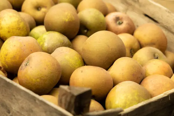 Egremont Russet English Variety Apples on display at Harvest Festival.  Taken at Fenton House.  Hampstead, London, UK.