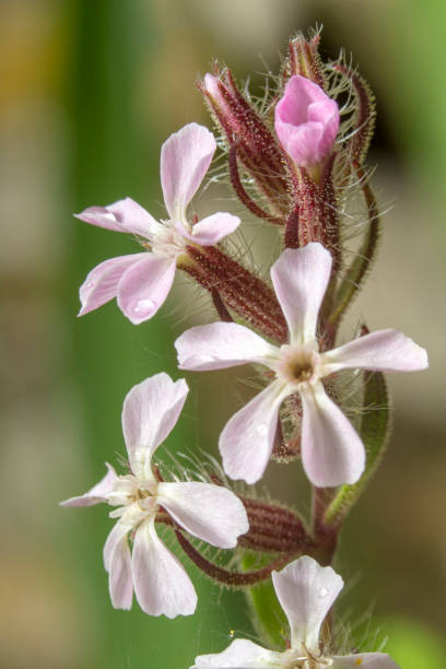 common soapwort flower Close view of the beautiful common soapwort flower. common soapwort saponaria officinalis stock pictures, royalty-free photos & images