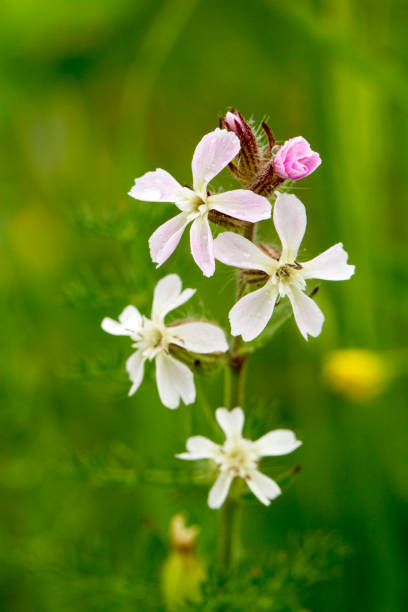 common soapwort flower Close view of the beautiful common soapwort flower. common soapwort saponaria officinalis stock pictures, royalty-free photos & images