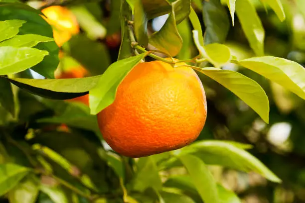 Close view of a orange fruit hanging from the tree.
