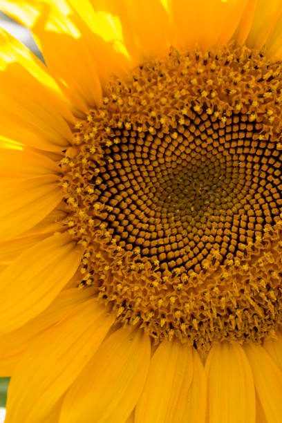 istock yellow sunflower flower 1063326096