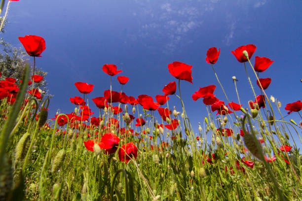 istock red poppy flower field 1063326202