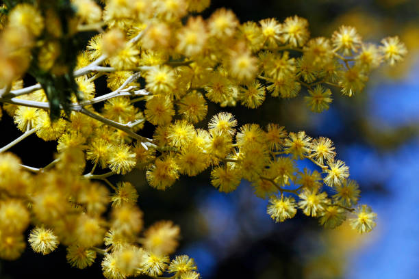 istock acacia's tree blossom yellow flower 1063326308