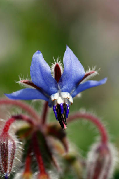 istock purple starflower borage in full blossom 1063326320