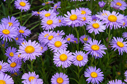Alpine Aster (Aster alpinus) or blue alpine daisy. Decorative garden plant with purple or violet ot blue flowers. Beautiful perennial plant for rock garden.