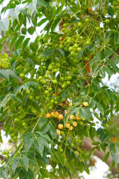 istock Melia azedarach or chinaberry tree green foliage 1063329810