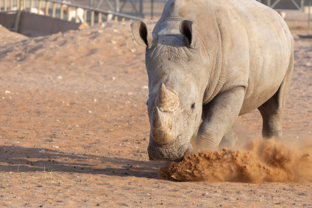 istock A White Rhino showing who is the boss 1063335354