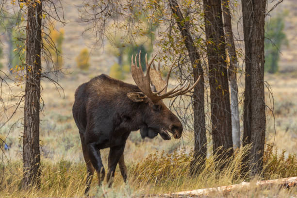 istock Bull Moose in the Fall Rut in Wyoming 1063335388