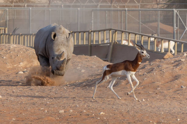 This white rhino clears out the area of all other animals showing off its agility and aggression.