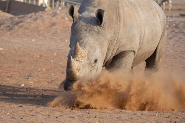 istock A White Rhino showing who is the boss 1063335472