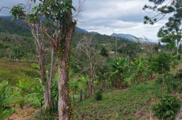 istock Mountain Peaks Forests and Valleys of Jayuya 1063336654