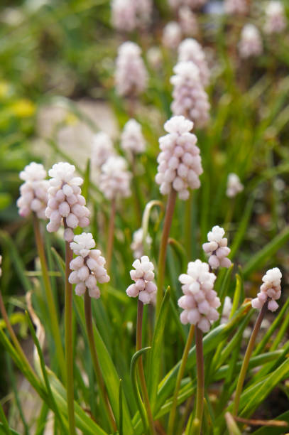 istock Pink muscari sunrise flowers with green vertical 1063339344