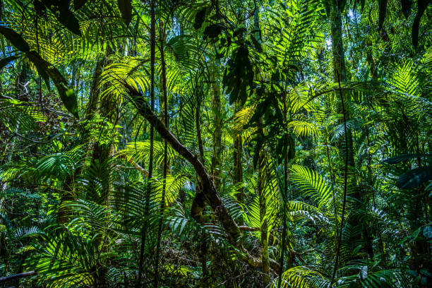 piscina color smeraldo, parco nazionale di yosemite, krabi, thailandia, gree lussureggiante - palm tree tree sky tropical tree foto e immagini stock