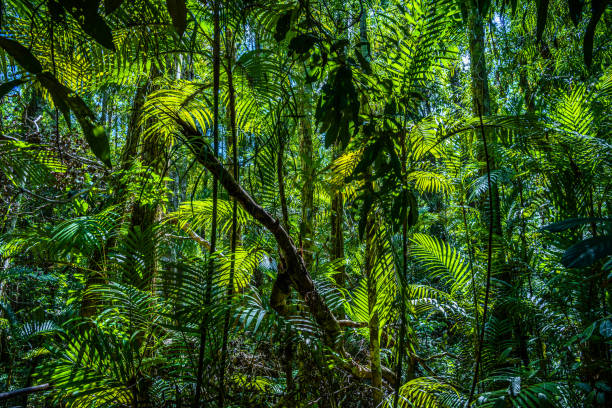 エメラルド プール、ヨセミテ国立公園、クラビ、タイ、緑豊かなグリー - rainforest day sunlight plant ストックフォトと画像