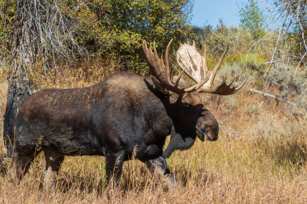 istock Bull Moose in the Fall Rut in Wyoming 1063340386