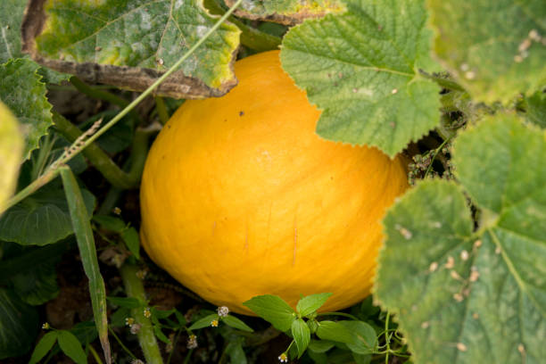 istock close up of pumpkin 1063342742