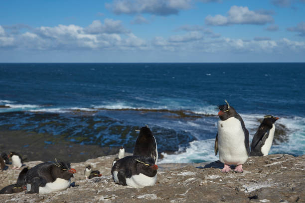 istock Rockhopper Penguins on Bleaker Island 1063344096
