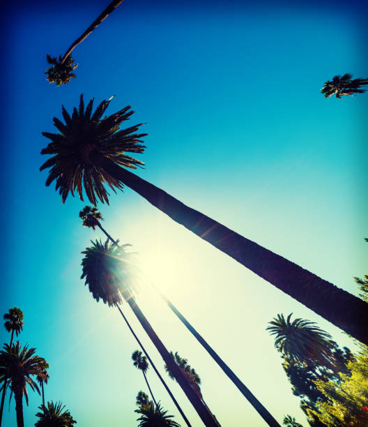 istock Tall palm trees under a shining sun in Los Angeles 1063345306