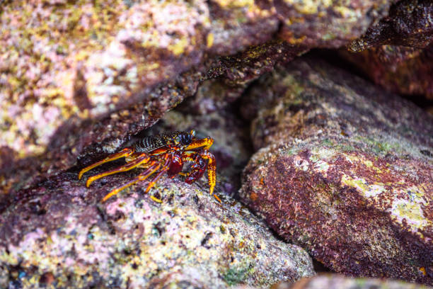 Hairy leg mountain crab, Phi Phi Leh islands, Andaman sea, Krabi, Thailand