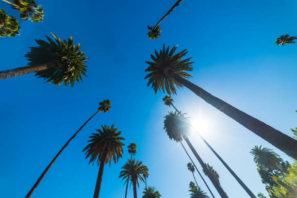 istock Tall palm trees under a shining sun in Los Angeles 1063345366