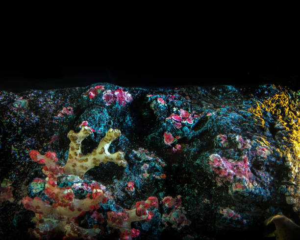 istock artificial coral in underwater aquarium 1063345444