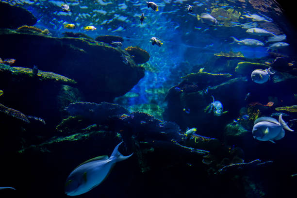 istock underwater aquarium with fish and coral 1063345454