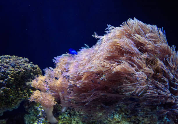 istock watertree flowing in dark water aquarium. 1063345510