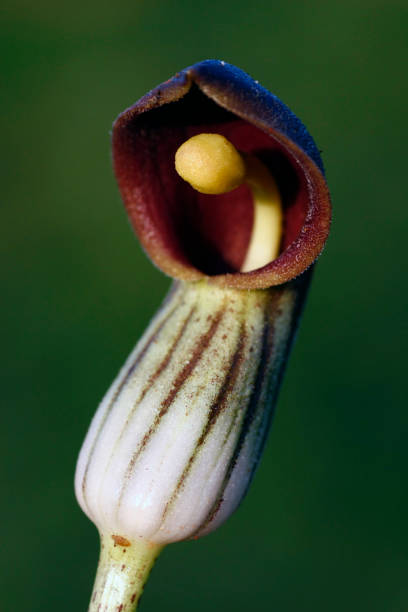istock Arisarum Vulgare plant 1063346150