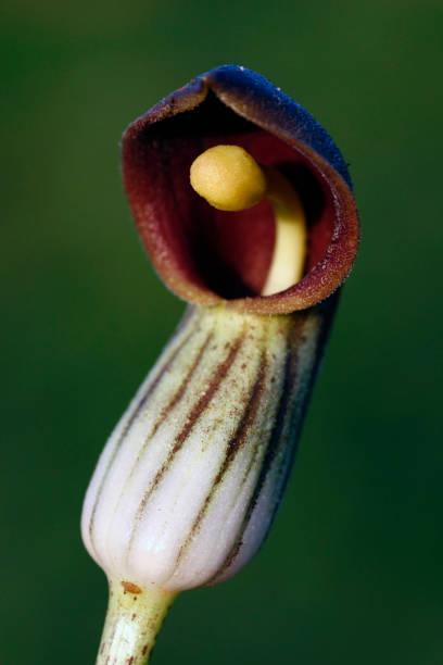 Arisarum Vulgare plant Close up view of a Arisarum Vulgare plant. arisarum vulgare stock pictures, royalty-free photos & images