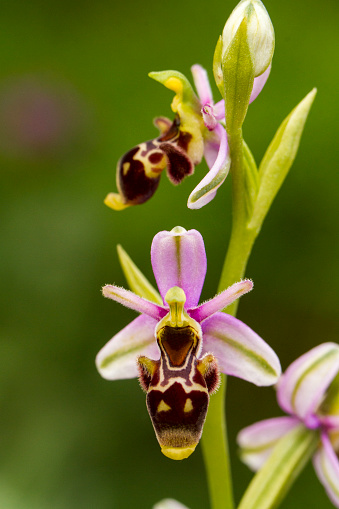 Close up view of the beautiful Bee Orchid (Ophrys apifera) flower.