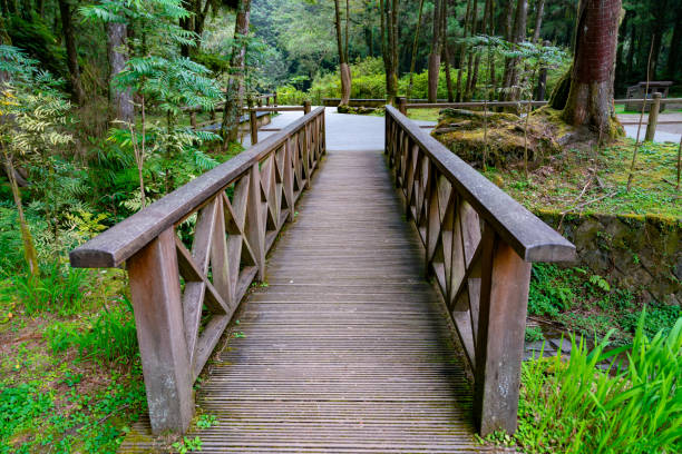 istock Wooden board walk into deep forest jungle 1063346468