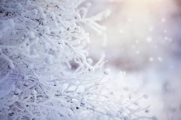 istock Branches in hoarfrost and snow 1063349910