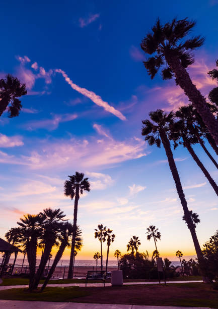 istock Palm trees by the shore in Santa Monica at sunset 1063350458
