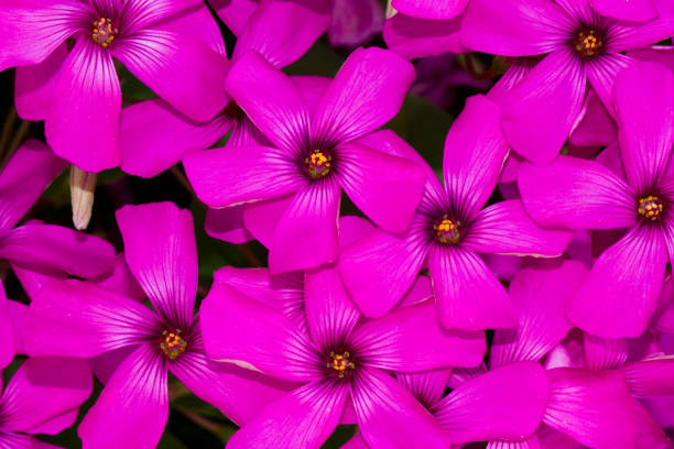 istock beautiful Pink-sorrel (Oxalis articulata) flower 1063351750