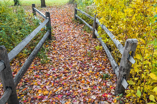 Freshly fallen leaves on this trail in Big Brook Park in Monmouth County New Jersey.