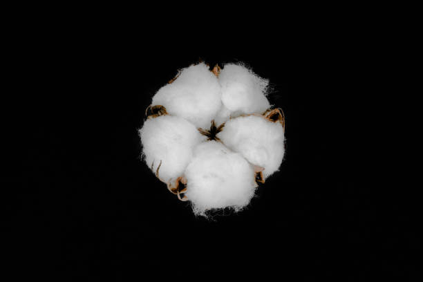 Dried white cotton flower blossom isolated on black background