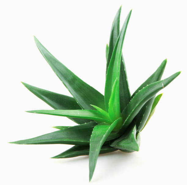istock Aloe Vera Plant 1063355766