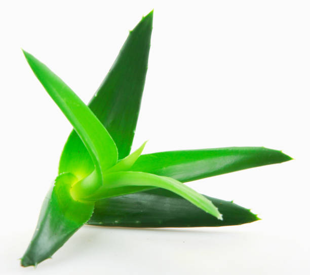 istock Aloe Vera Plant 1063356022