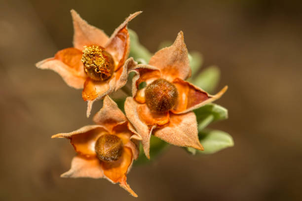 Close up view of the beautiful Cistus salviifolius seed pods.