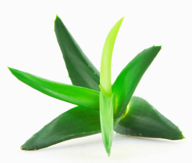 istock Aloe Vera Plant 1063356062