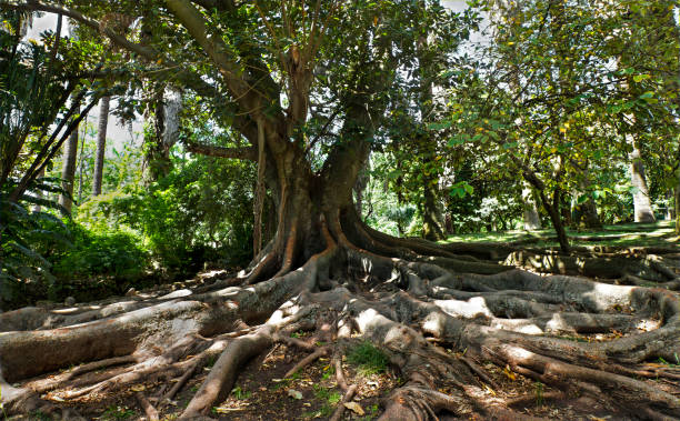 istock under the shade of an old banyan tree 1063361846