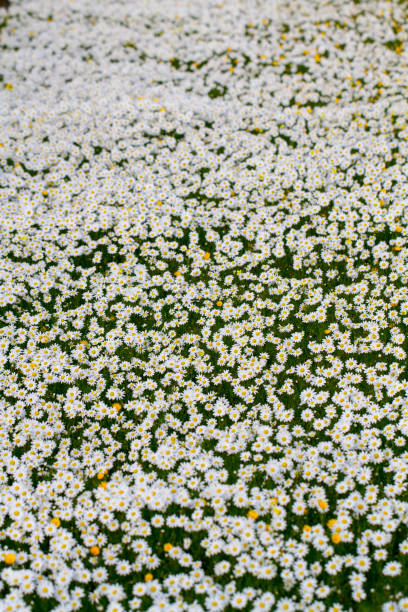 istock beautiful field of white daisy flowers 1063361992