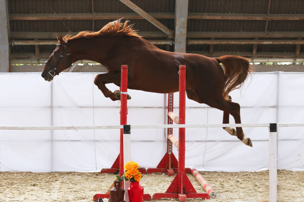 istock Yearling jumping over obstacles on a free jumping competition without rider 1063364298