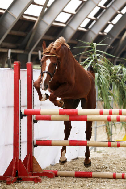 istock Yearling jumping over obstacles on a free jumping competition without rider 1063364322