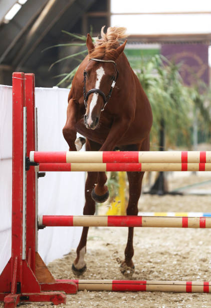 istock Yearling jumping over obstacles on a free jumping competition without rider 1063364490