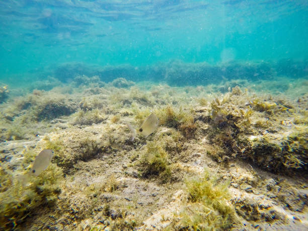 istock Sargos swimming in Alghero blue sea 1063365096